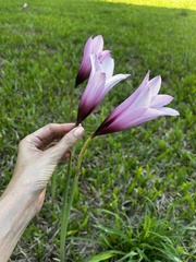 Zephyranthes brachyandra, photograph (c) Verena Reutemann, some rights reserved (CC BY)