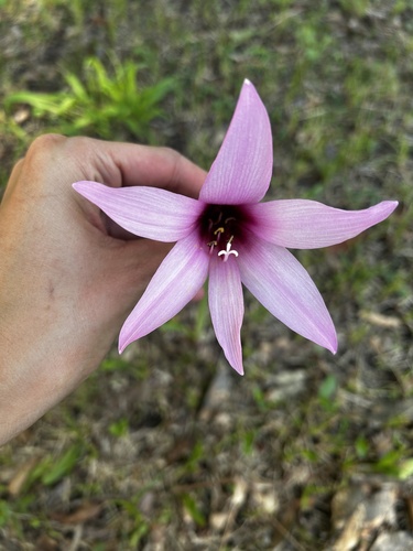 Zephyranthes brachyandra, photograph 4