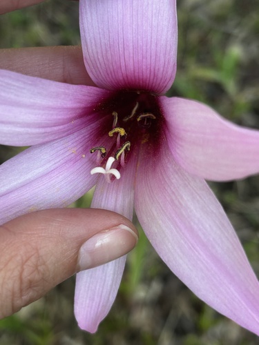 Zephyranthes brachyandra, photograph 5