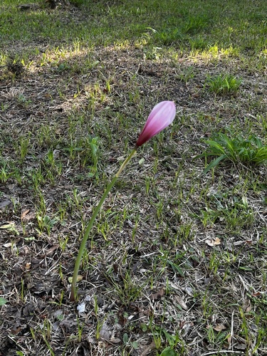 Zephyranthes brachyandra, photograph 6
