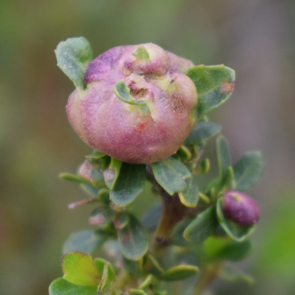 Agalla del tallo de Baccharis en una planta