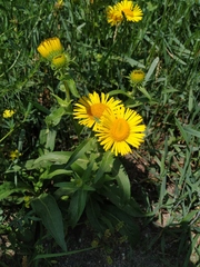 Pentanema britannica