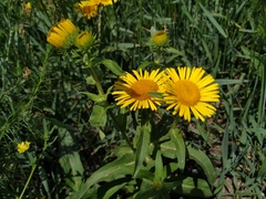 Pentanema britannica