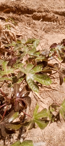 Bellyache Bush