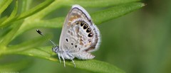 Brephidium exilis exilis