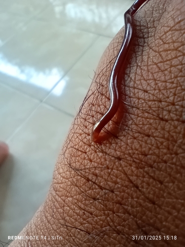 Indotyphlops braminus