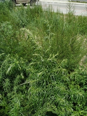 Artemisia mongolica