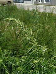 Artemisia mongolica