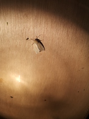Mythimna pallens