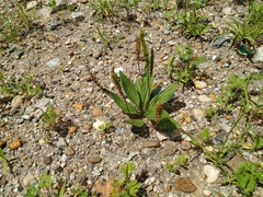 Plantago depressa