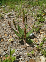 Plantago depressa