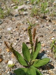 Plantago depressa