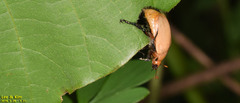 Callistethus plagiicollis