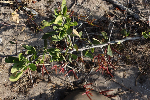Image of Putterlickia pyracantha by (c) Tony Rebelo, some rights reserved (CC BY-SA)