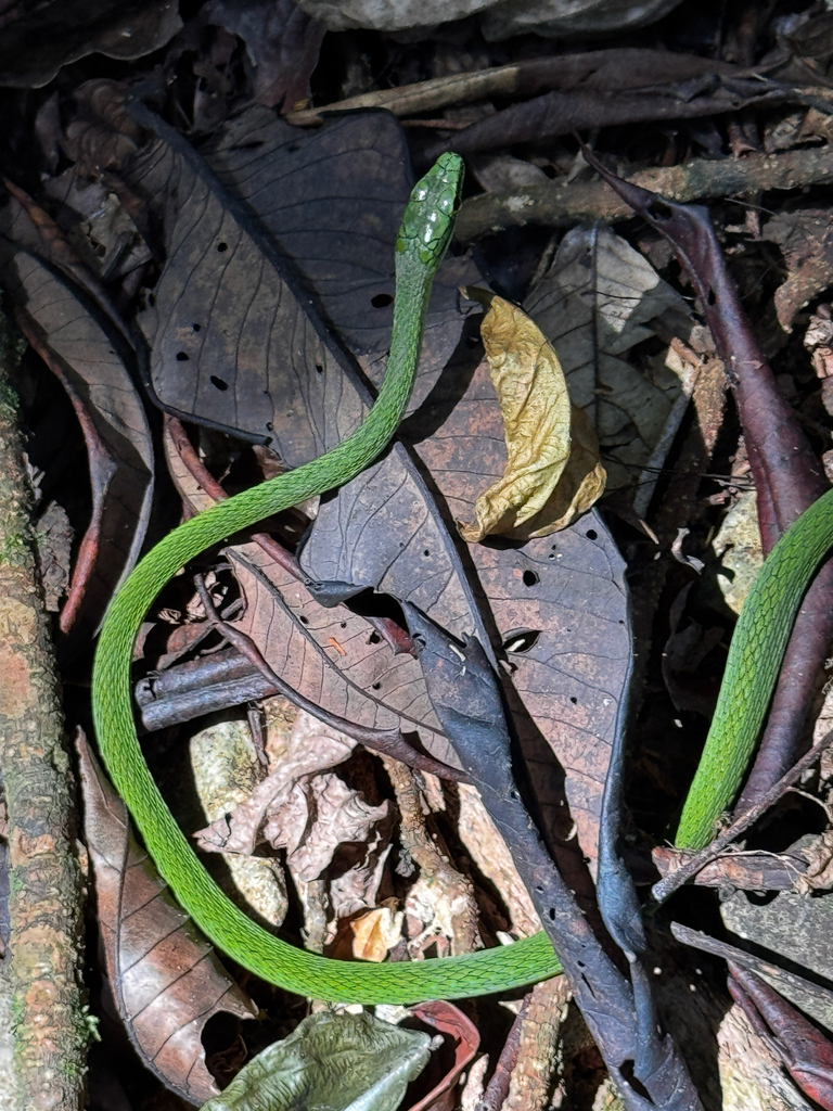 Prince's Island Green Snake