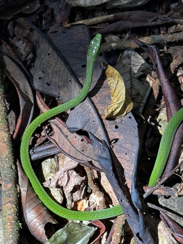 Principe Green Snake
