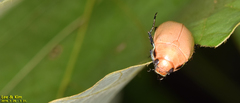Callistethus plagiicollis