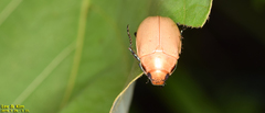 Callistethus plagiicollis
