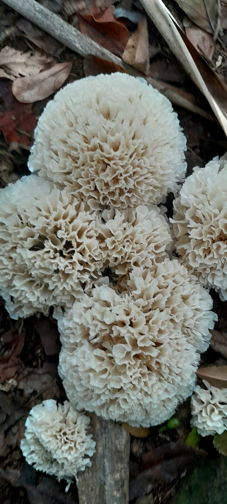 Irpex rosettiformis · January 2025 · photo: © rafaperazzolo (iNaturalist, cc-by)