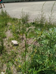 Melilotus suaveolens