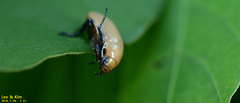 Callistethus plagiicollis