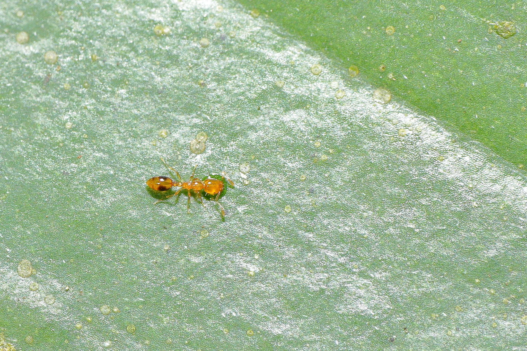 Monomorium hiten