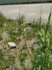 Melilotus suaveolens