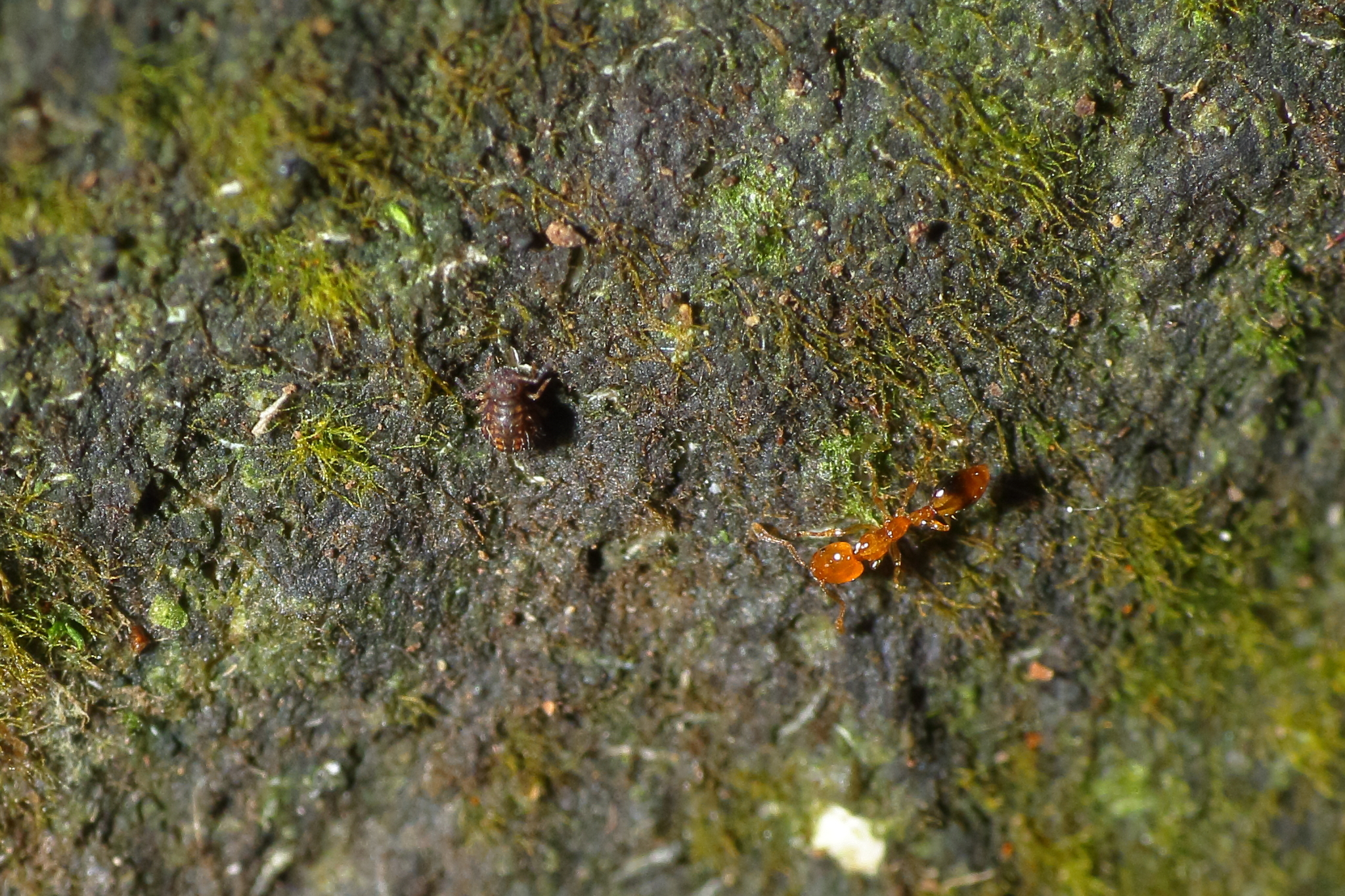 Monomorium hiten