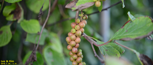 Schisandra chinensis, photograph 6