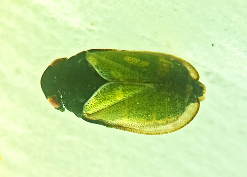 Brachyceps laetus