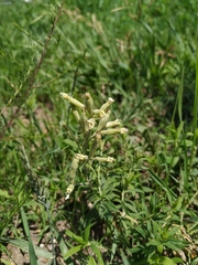 Silene repens
