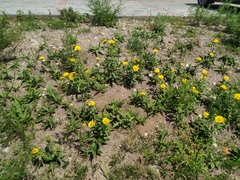 Pentanema britannica