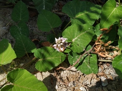 Cynanchum rostellatum