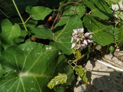 Cynanchum rostellatum