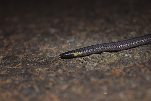 Bhupathy’s shieldtail