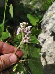 Cynanchum rostellatum