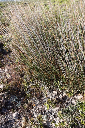 Thamnochortus spicigerus, photograph 6