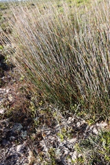 Thamnochortus spicigerus, photograph (c) Tony Rebelo, some rights reserved (CC BY-SA)