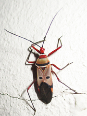 Phonoctonus