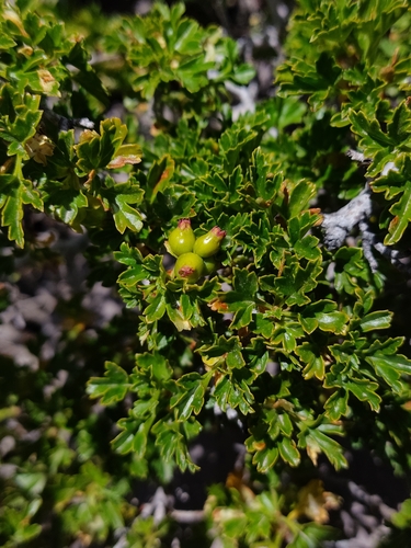 Ribes cucullatum (Ribes cucullatum)