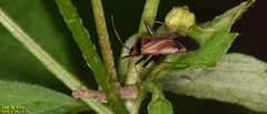 Adelphocoris triannulatus