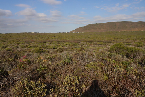 Thamnochortus spicigerus, photograph 5