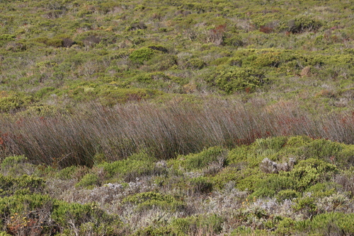 Thamnochortus spicigerus, photograph 4