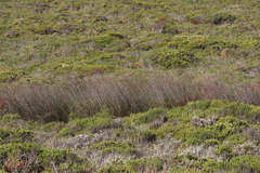 Thamnochortus spicigerus, photograph (c) Tony Rebelo, some rights reserved (CC BY-SA)