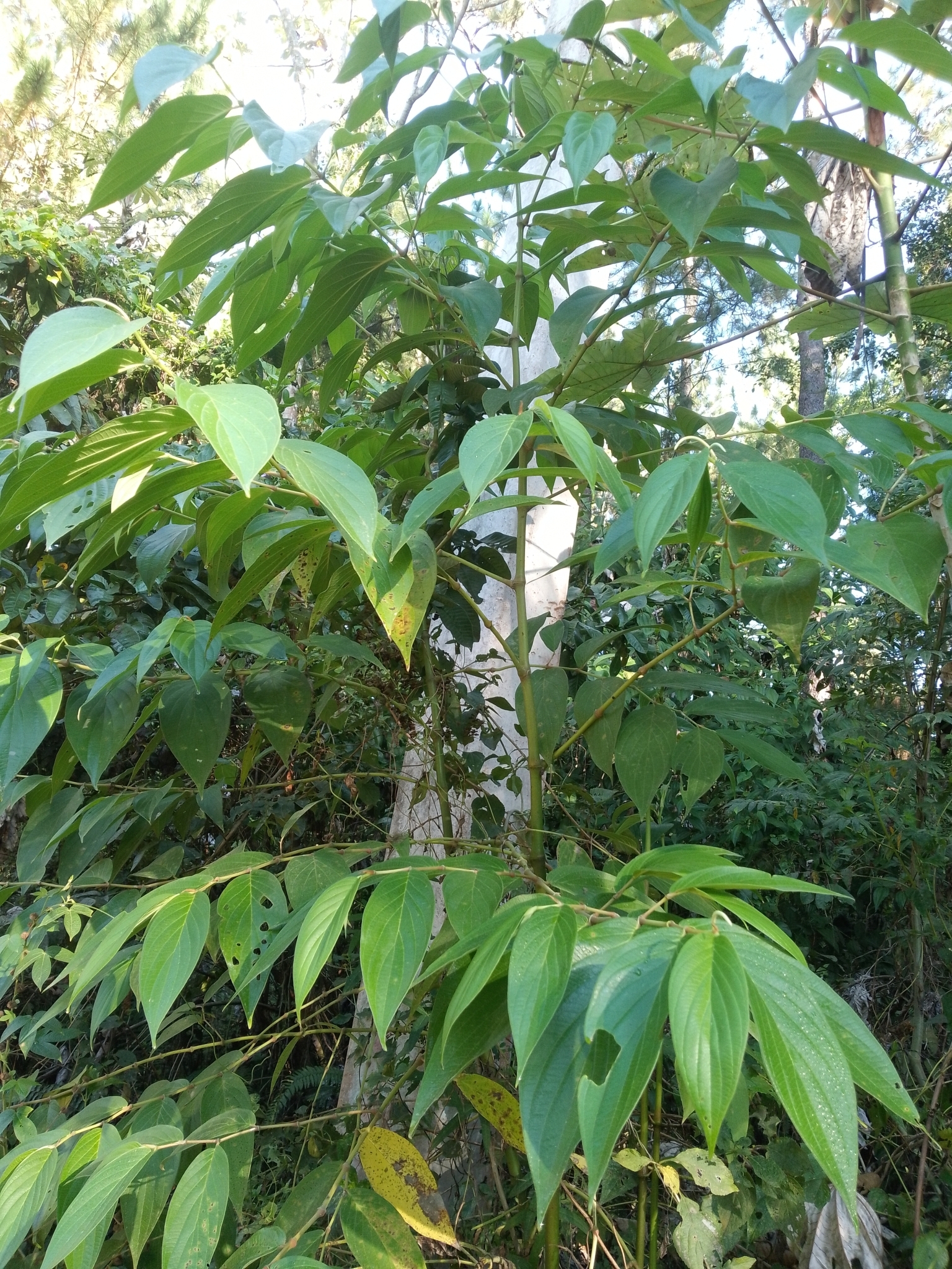 Imagem de Jaborandi-falso