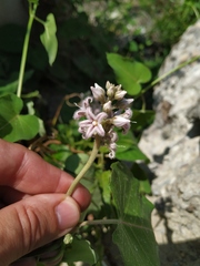 Cynanchum rostellatum