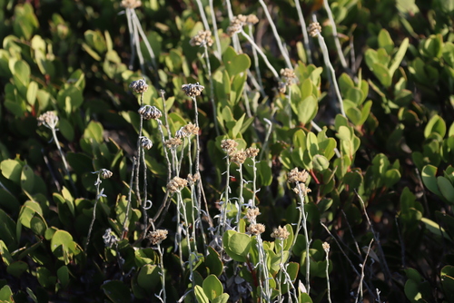 Image of Helichrysum crispum by (c) Tony Rebelo, some rights reserved (CC BY-SA)