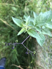Solanum dulcamara