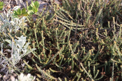 Image of Thesium pubescens by (c) Tony Rebelo, some rights reserved (CC BY-SA)