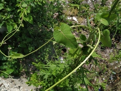 Cynanchum rostellatum